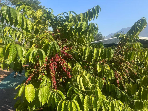咖位”不小 云南咖啡经济正当时不朽情缘游